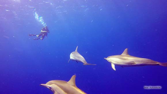 delfin-sm