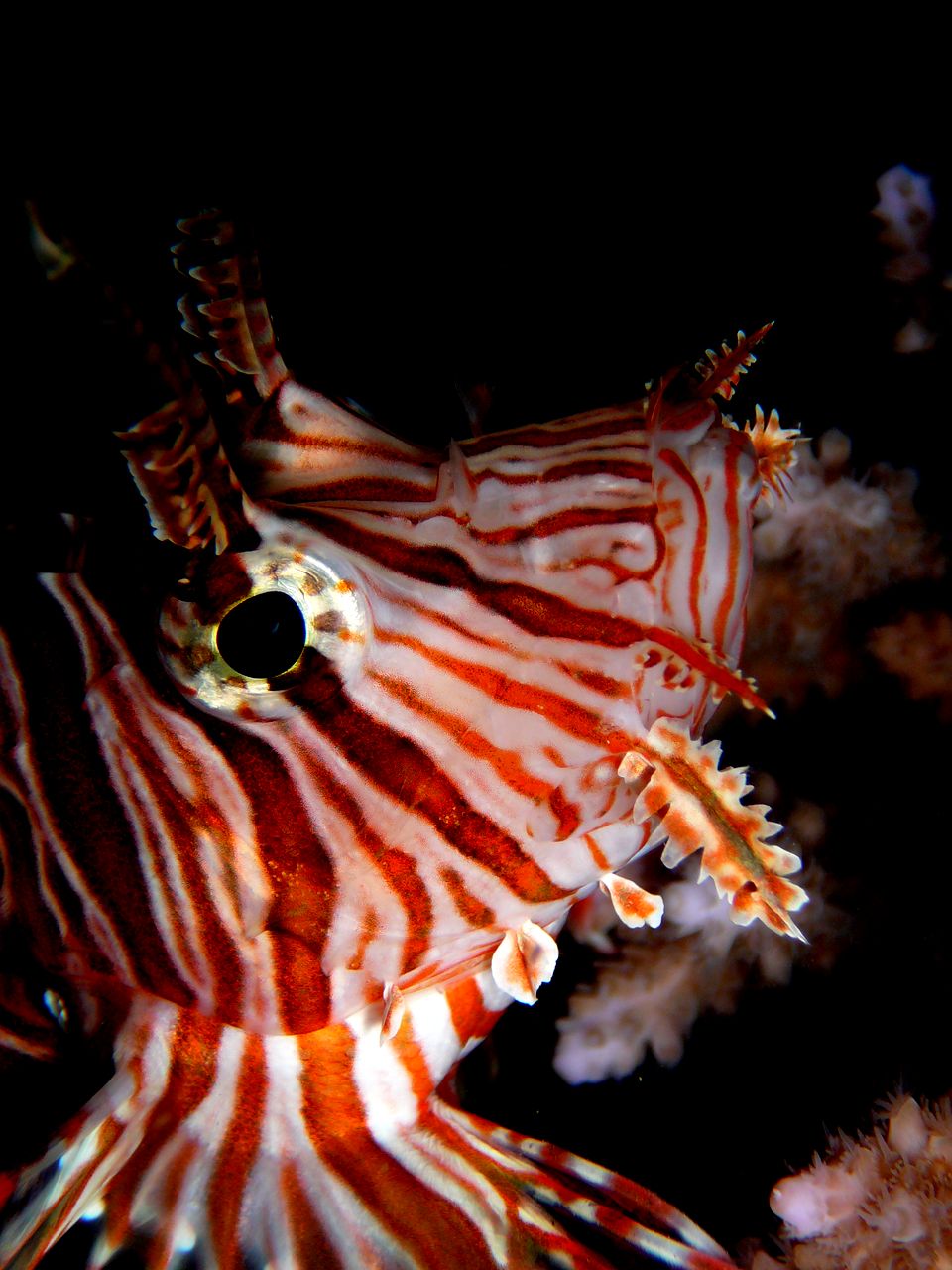 lionfish.jpg