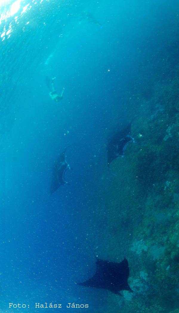 freedive_mantas.jpg