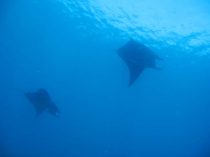 manta1.jpg