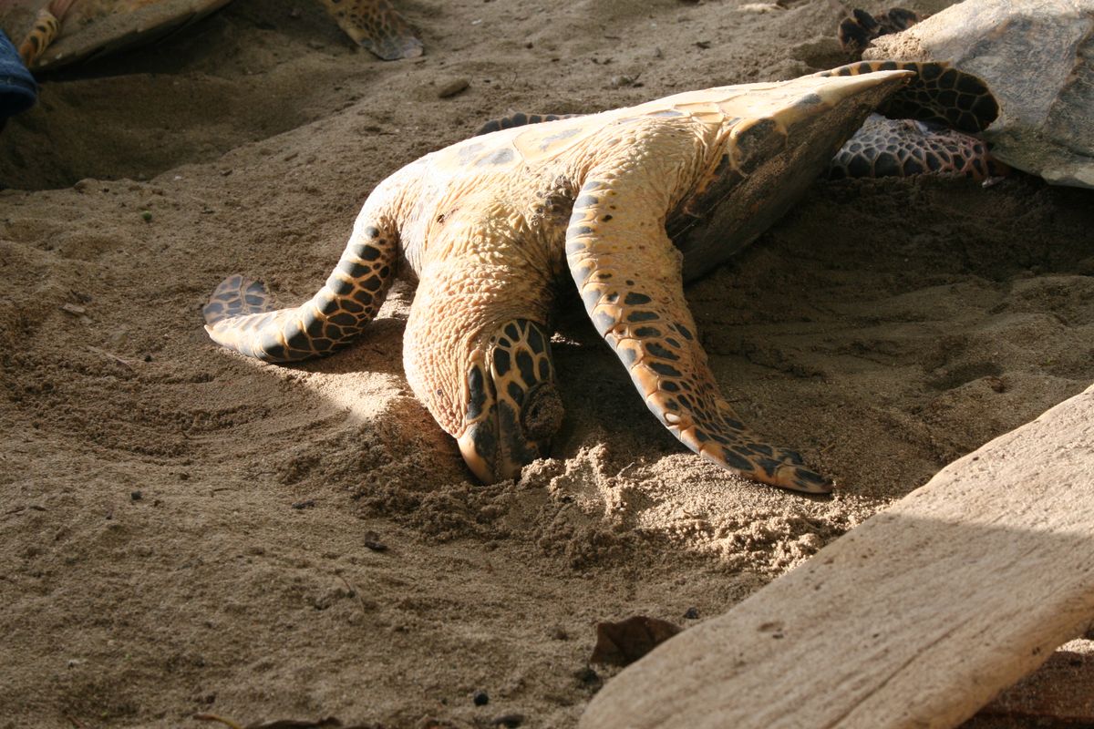 turtle_end.jpg