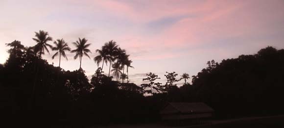 birie_dark_palms.JPG birie_dark_palms.JPG