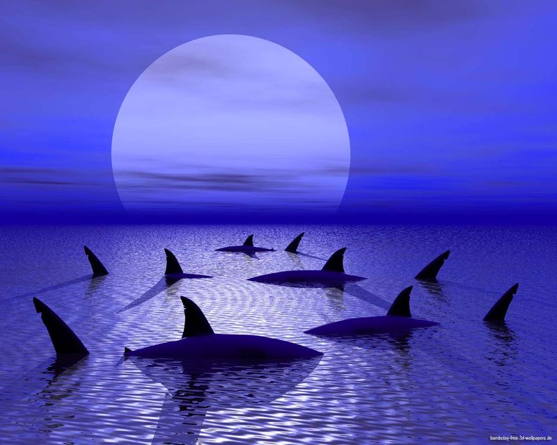 shark_attack_1280.jpg