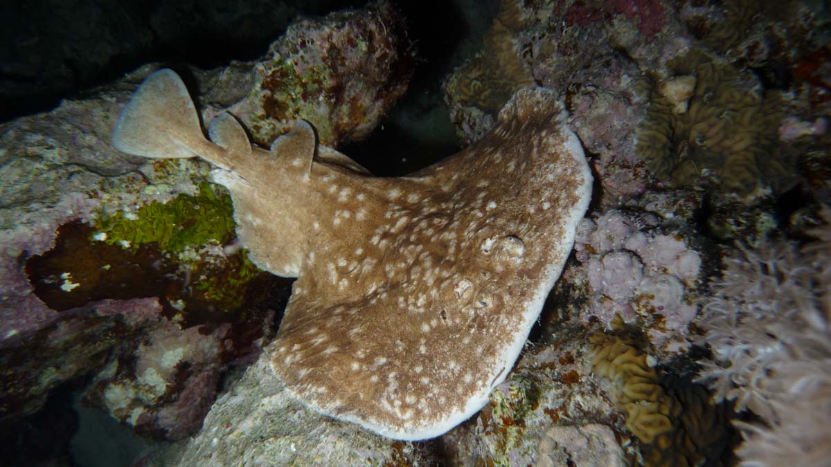 portre_nightdive_ray.jpg