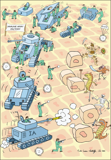 immunsystem.gif